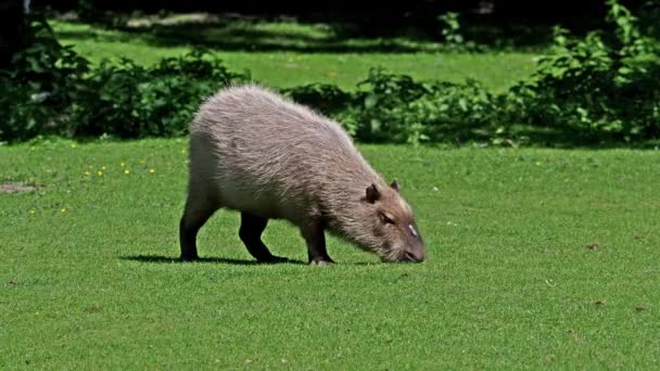 Der Wasserschwein Hydrochoerus Hydrochaeris Ist Das Größte Erhaltene Nagetier Der — Stockvideo