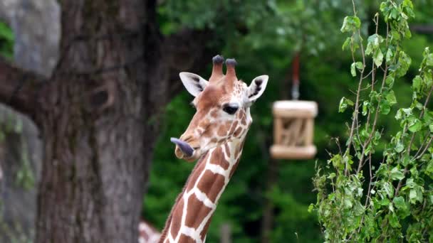 Giraffa Giraffa Camelopardalis Mammifero Ungulato Africano Dita Pari Animale Terrestre — Video Stock