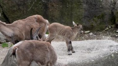 Bir kayanın üzerindeki erkek dağ keçisi ya da kapra dağ keçisi