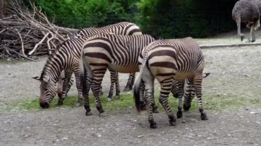 Hartmann dağ zebrası Equus zebra hartmannae, Angola 'nın güneybatısında ve Namibya' nın batısında bulunan bir dağ zebrası alt türüdür..
