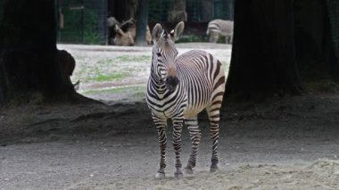 Hartmann dağ zebrası Equus zebra hartmannae, Angola 'nın güneybatısında ve Namibya' nın batısında bulunan bir dağ zebrası alt türüdür..