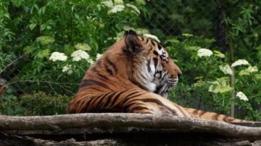 Sibirya kaplanı, Panthera tigris altaica dünyanın en büyük kedisidir.