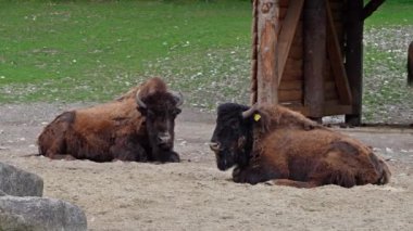 Bizon ya da bizon, bir zamanlar Kuzey Amerika 'da geniş sürüler halinde yaşayan bir bizon türüdür.. 