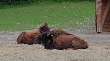 Bizon ya da bizon, bir zamanlar Kuzey Amerika 'da geniş sürüler halinde yaşayan bir bizon türüdür.. 