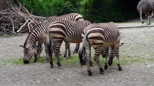 Hartmannova Horská Zebra Equus Zebra Hartmannae Poddruh Horské Zebry Nacházející — Stock video