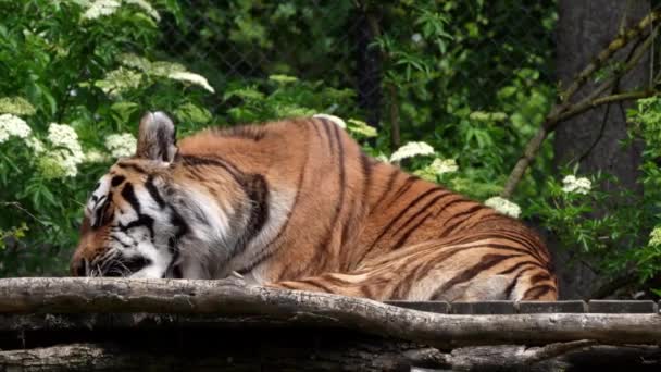 시베리아 호랑이 Panthera Tigris Altaica 세계에서 고양이 동물이다 — 비디오