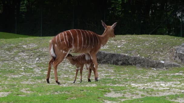 ニヤラ Nyala は南アフリカ原産のらせん状の角を持つカモシカである ボヴディウス科とニャラ属の一種で トラゲラフス属とも考えられている — ストック動画