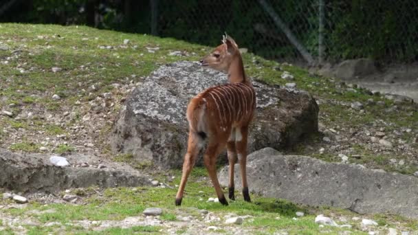 Nyala Tragelaphus Angasii Spiral Horned Antelope Native Southern Africa Species — Stock Video