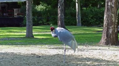 Sarus vinci, Grus antigone Hindistan 'ın Güneydoğu Asya ve Avustralya' nın bazı bölgelerinde bulunan büyük bir göçmen olmayan turnadır.. 