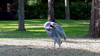 Sarus vinci, Grus antigone Hindistan 'ın Güneydoğu Asya ve Avustralya' nın bazı bölgelerinde bulunan büyük bir göçmen olmayan turnadır.. 
