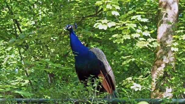 Pavo cristatus est un oiseau de grande taille et de couleur vive, originaire d'Asie du Sud, mais introduit dans de nombreuses autres parties du monde..