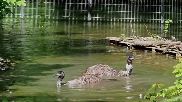 Emu Dromaius Novaehollandiae Segundo Maior Pássaro Vivo Altura Depois Seu — Vídeo de Stock