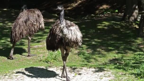 Emu Dromaius Novaehollandiae Een Vogel Uit Familie Dromaiidae Struisvogels Soort — Stockvideo