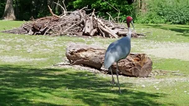 Grúa Sarus Grus Antigone Una Gran Grúa Migratoria Que Encuentra — Vídeos de Stock