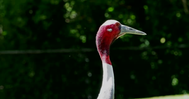 Sarus Jeřáb Grus Antigone Velký Non Migrační Jeřáb Nacházející Částech — Stock video