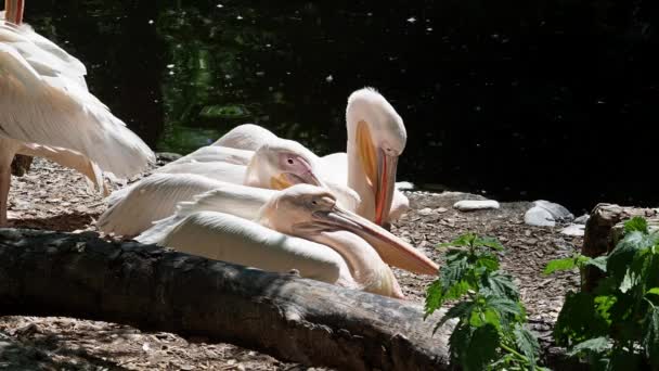 Gran Pelícano Blanco Pelecanus Onocrotalus También Conocido Como Pelícano Rosado — Vídeos de Stock