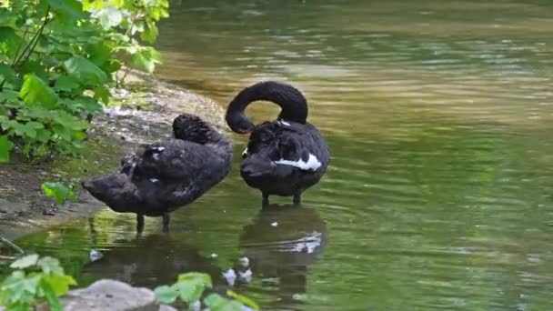 Cisne Negro Cygnus Atratus Uma Grande Ave Aquática Uma Espécie — Vídeo de Stock