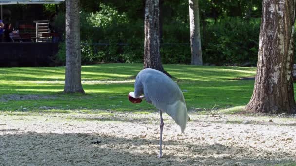 Sarus Crane Grus Antigone Large Non Migratory Crane Found Parts — Stock Video