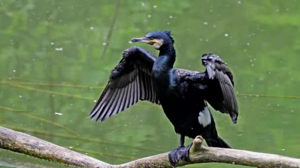 Grande Cormorano Phalacrocorax Carbo Conosciuto Come Grande Cormorano Nero Attraverso — Video Stock