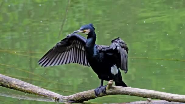 Wielki Kormoran Phalacrocorax Carbo Znany Jako Wielki Czarny Kormoran Półkuli — Wideo stockowe