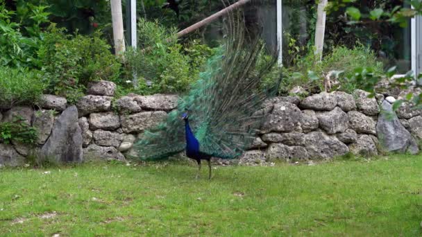 Burung Peafowl India Atau Burung Merpati Biru Pavo Cristatus Adalah — Stok Video