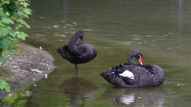 黑天鹅 Black Swan Cygnus Atratus 是一种大型水鸟 主要在澳大利亚东南部和西南部繁殖 — 图库视频影像