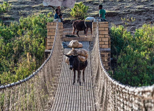 Tis Issat Etiopía Febrero 2020 Burro Puente Colgante Sobre Nilo — Foto de Stock