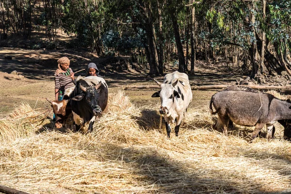 エチオピア ゴンドール 2020年2月7日 ゴンドールとシミエン山脈 北エチオピア アフリカの間の農業人口 — ストック写真