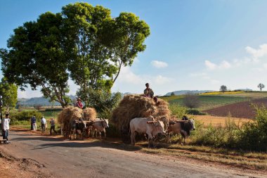 Pindaya, Myanmar - 08 Kasım 2019: Heho 'dan Pindaya, Asya' ya giden yolda çalışan Myanmar çalışanları