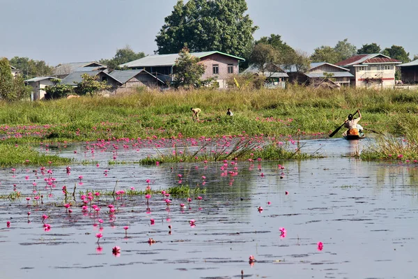 Lac Inle Myanmar Nov 2019 Plantation Lotus Sur Lac Inle — Photo