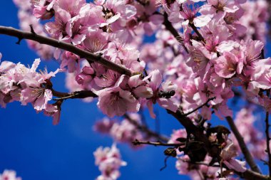 Badem ağaçları, erik çiçekleri, güney şarap sokağı Gimmeldingen Neustadt, Rhineland-Palatinate Almanya