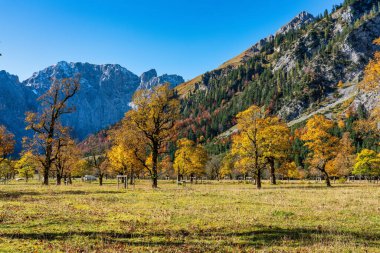 Ahornboden 'daki akçaağaç ağaçlarının sonbahar manzarası, Karwendel dağları, Tyrol, Avusturya