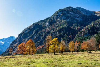 Ahornboden 'daki akçaağaç ağaçlarının sonbahar manzarası, Karwendel dağları, Tyrol, Avusturya