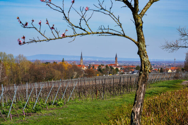Almond trees, Prunus dulcis blooming, southern wine street, Rhodt unter Rietburg Neustadt, Rhineland-Palatinate Germany