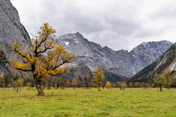 오스트리아 혼보덴에 단풍나무들의 — 스톡 사진