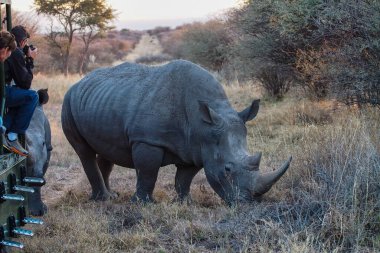 Waterberg, Namibya - 20 Haziran 2019: Siyah Gergedan, Diceros bicornis 'i Etosha Ulusal Parkı' nda, Namibya 'da izleyen fotoğrafçılar