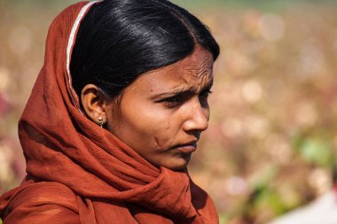 Jaisalmer, Hindistan - 30 Aralık 2019: Jaisalmer, Rajasthan pamuk tarlalarında çalışan güzel giyimli kadınlar