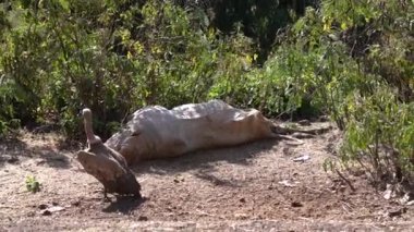 Griffon Vulture (Gyps fulvus) Etiyopya 'da Gondar yakınlarında ölü bir inek yiyor.