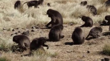 Simien Dağları Ulusal Parkı, Etiyopya, Afrika 'da Gelada maymunları (Theropithecus gelada)
