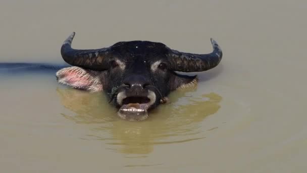 Búfalos Salvajes Las Aguas Del Río Mekong Cerca Siem Reap — Vídeos de Stock
