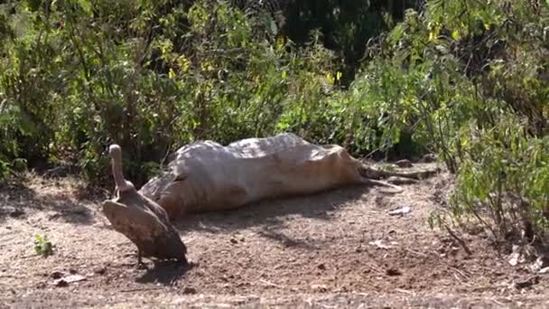 Griffon Vulture Gyps Fulvus Eet Een Dode Koe Ethiopië Bij — Stockvideo