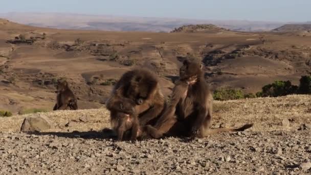 シミアン山国立公園 エチオピア アフリカのゲラダ猿 Theropithecus Gelada — ストック動画