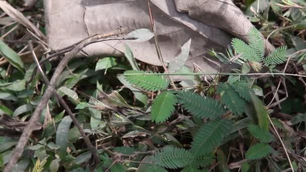 Mooie Violette Paarse Bloemen Mimosa Pudica Gevoelige Plant Touch Plant — Stockvideo