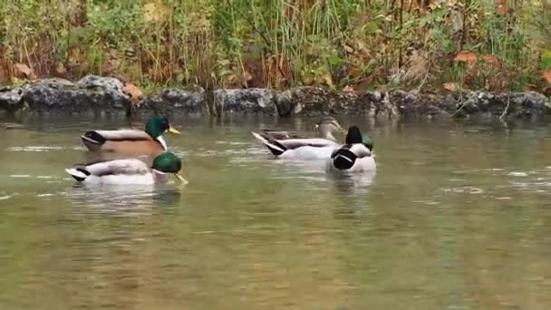 Pato Reais Selvagem Anas Platyrhynchos Pato Rastejante Que Reproduz Nas — Vídeo de Stock