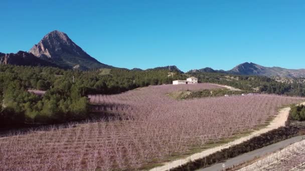 Cieza Torreの桃の花 ムルシア地方のCiezaの桃の木の開花の映像 ネクタリンの木 スペイン — ストック動画