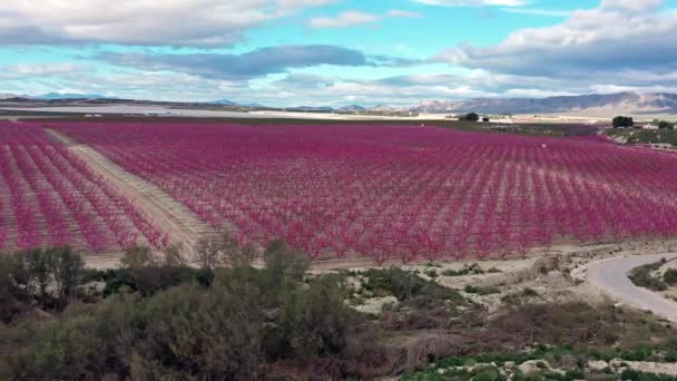 Flor Pêssego Ascoy Perto Cieza Videografia Florescimento Pessegueiros Cieza Região — Vídeo de Stock