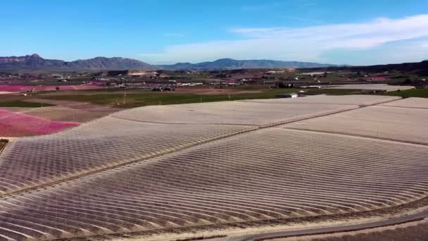 Persikoblomma Ascoy Nära Cieza Videografi Ett Blomstrande Persikoträd Cieza Murcia — Stockvideo