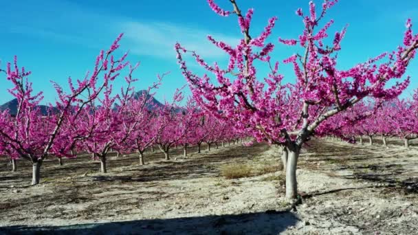 Peach Blossom Cieza Orchards Mirador Horno Macetua Videography Blossoming Peach — Stock Video
