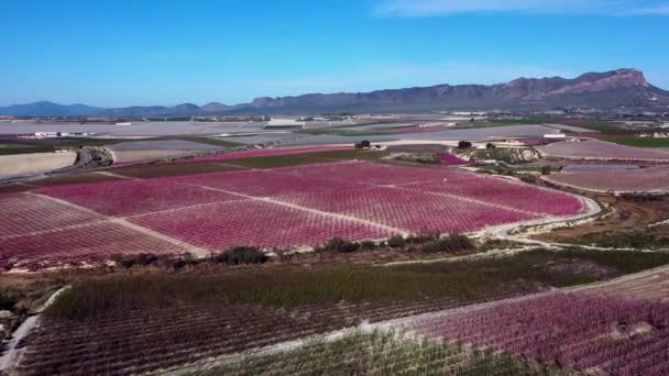 Flor Melocotón Ascoy Cerca Cieza Videografía Florecimiento Melocotoneros Cieza Región — Vídeo de stock