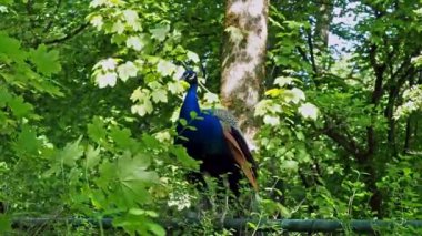 Hint Peafowl veya mavi Peafowl, Büyük ve parlak renkli bir kuş türüdür, Güney Asya 'ya özgü, fakat dünyanın diğer bölgelerinde de tanıtılan bir türdür..